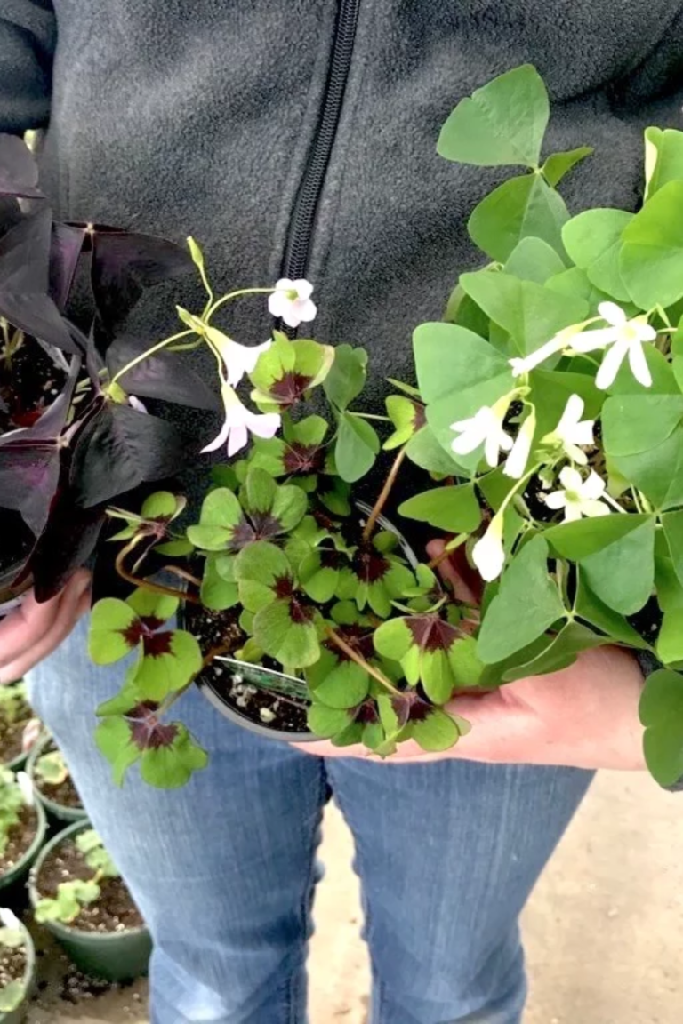 Shamrock Plants. Luck o'the Irish, Purple Shamrock.